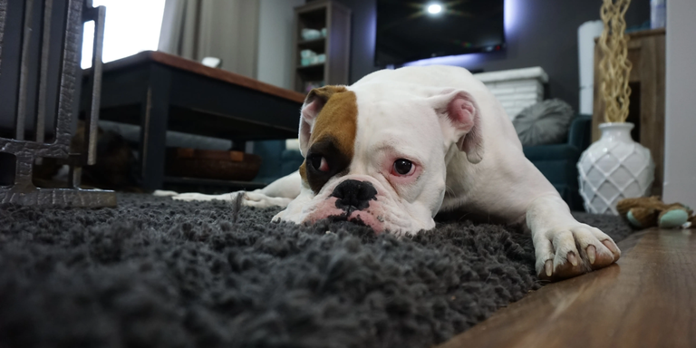 Dirty Carpets, Clean Carpets, Carpet Cleaning